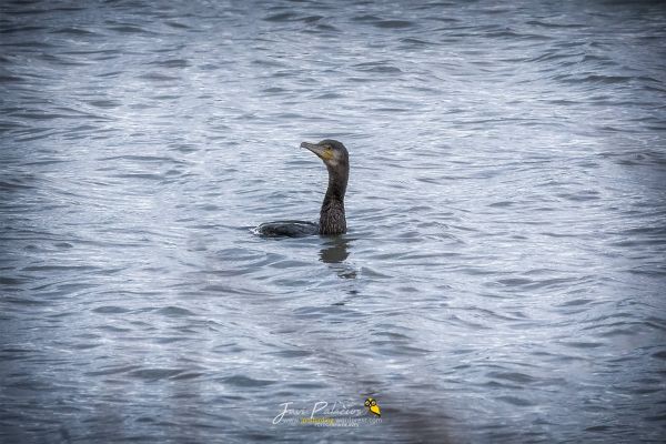 AVE 042 cormoran grande laguardia 20-10-19