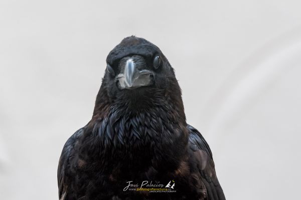 AVE 283 cuervo negro tierrarapaz 12-10-19