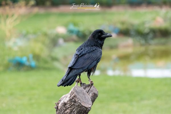 AVE 284 cuervo negro tierrarapaz 16-11-19