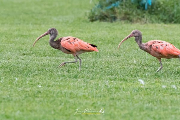 AVE 315 ibis escarlata tierrarapaz 12-10-19