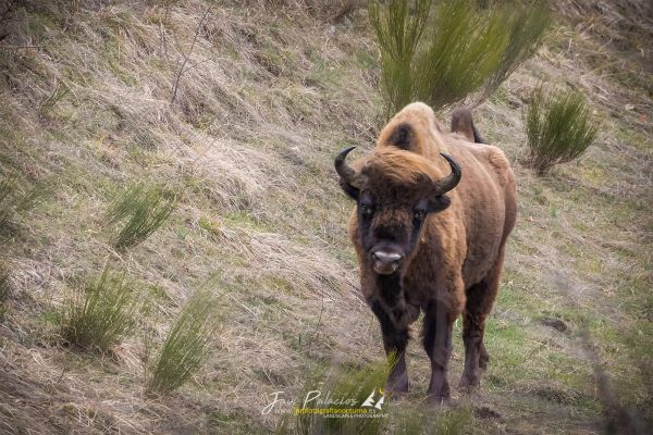 FAU 053 bisonte europeo anciles 12-03-22