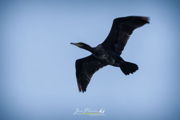 AVE 273 cormoran grande viana 02-11-19